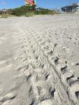 Turtle tracks during egg laying season