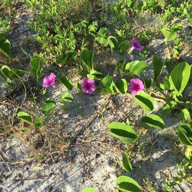 Beach flowers